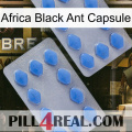 Africa Black Ant Capsule 20